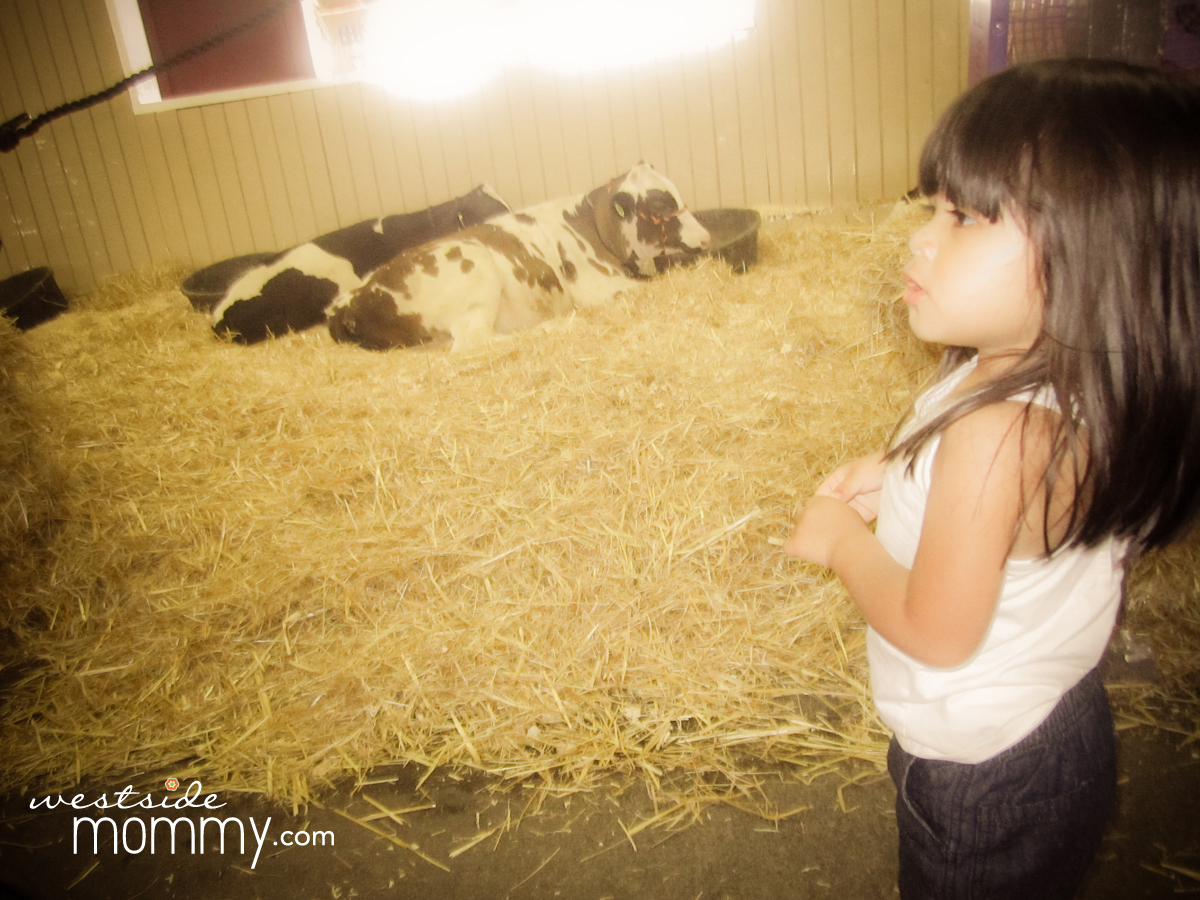 We visited Centennial Farm before, so I skipped that during this trip and headed to the livestock area, where we saw calves, cows, sheep, turkeys, and rabbits,